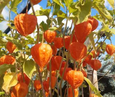 Physalis alkekengi var. franchetii Gigantea