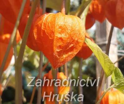 Physalis alkekengi var. franchetii Gigantea