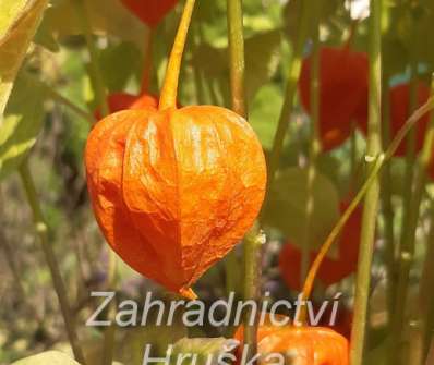 Physalis alkekengi var. franchetii Gigantea
