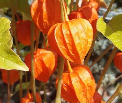Physalis alkekengi var. franchetii Gigantea