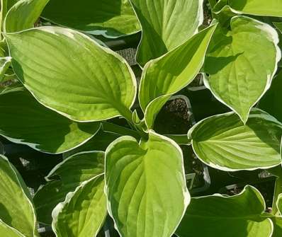 bohyška - Hosta fortunei 'Francee'