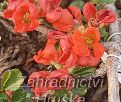 kdoulovec - Chaenomeles superba 'Orange Trail'