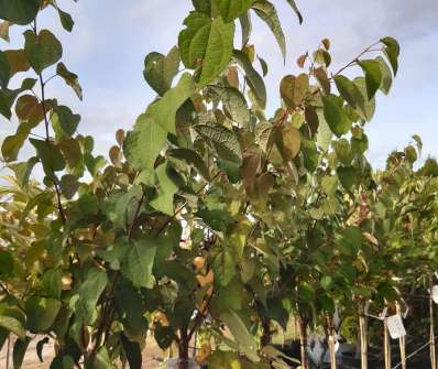 zmarličník - Cercidiphyllum japonicum 'Glowball'