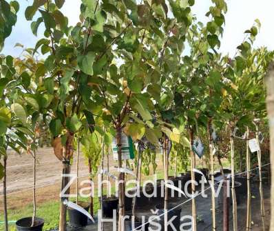zmarličník - Cercidiphyllum japonicum 'Glowball'