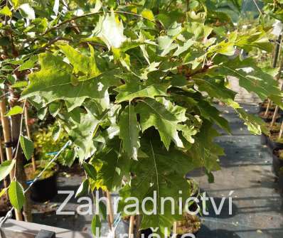dub - Quercus rubra 'Haaren'