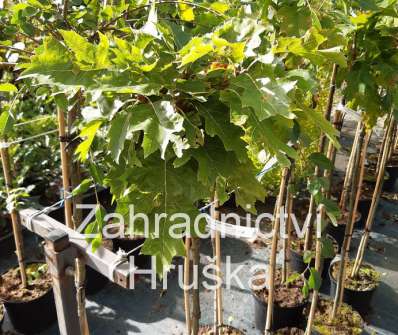 dub - Quercus rubra 'Haaren'