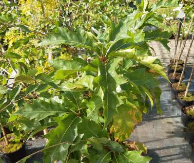 dub - Quercus rubra 'Haaren'