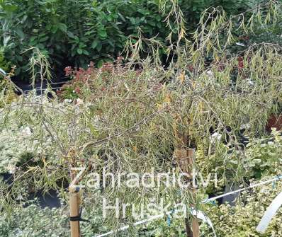 bříza - Betula pendula 'Karaca'