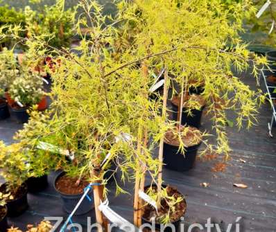 bříza - Betula pendula 'Karaca'