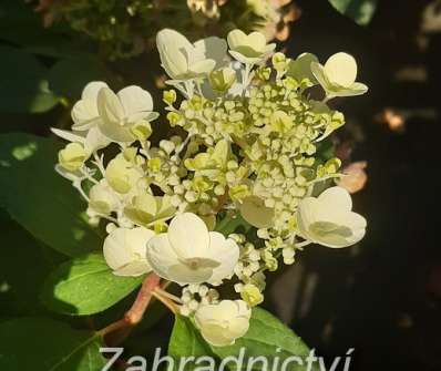 hortenzie - Hydrangea paniculata 'Baby Lace'