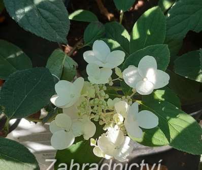 hortenzie - Hydrangea paniculata 'Baby Lace'