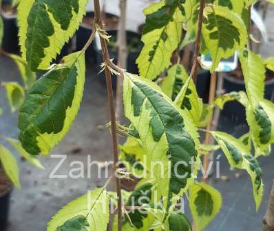 slivoň - Prunus incisa 'Frilly Frock'