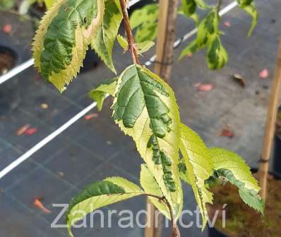 slivoň - Prunus incisa 'Frilly Frock'