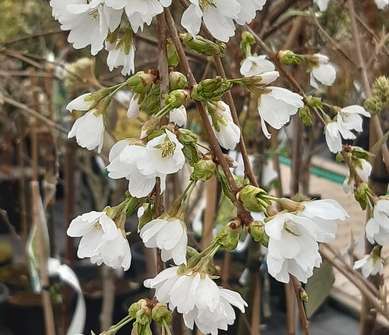 slivoň - Prunus incisa 'Frilly Frock'