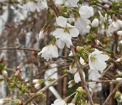 slivoň - Prunus incisa 'Frilly Frock'