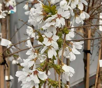 slivoň - Prunus incisa 'Frilly Frock'