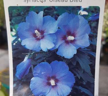ibišek - Hibiscus syriacus 'Oiseau Bleu'