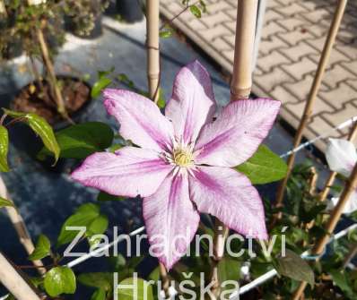 plamének - Clematis 'Innocent Glance'