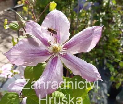 plamének - Clematis 'Innocent Glance'