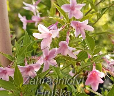 jasmín - Jasminum stephanense