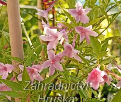 jasmín - Jasminum stephanense