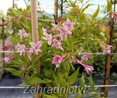 jasmín - Jasminum stephanense