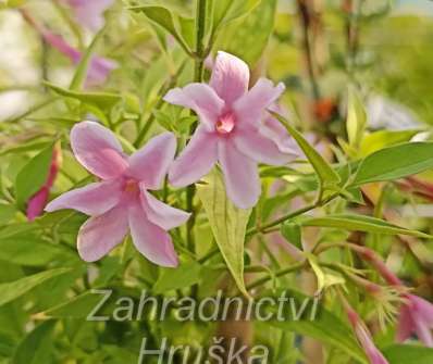 jasmín - Jasminum stephanense