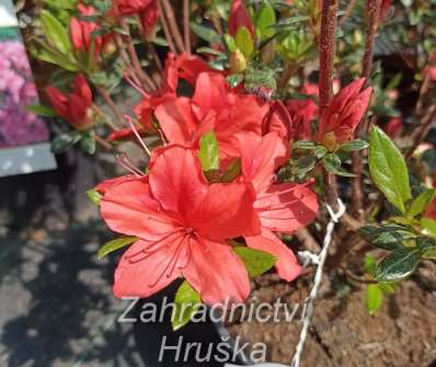 Azalea japonica 'Julliete'