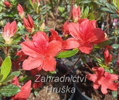 Azalea japonica 'Julliete'