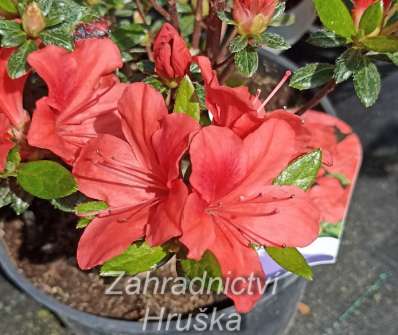 Azalea japonica 'Julliete'