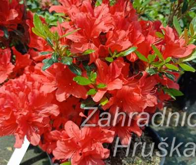 Azalea japonica 'Julliete'