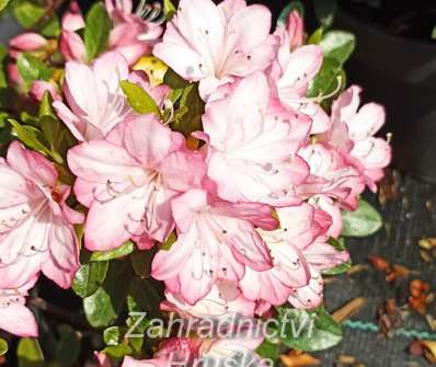 Azalea japonica 'Peggy Ann'