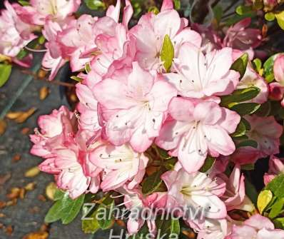 Azalea japonica 'Peggy Ann'