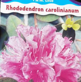 Rhododendron coralianum PJM Elite