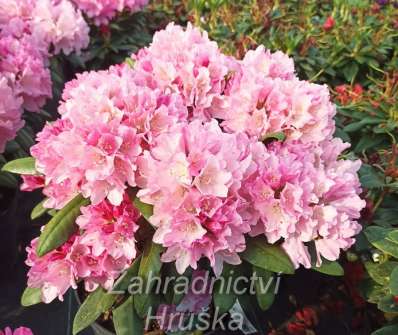 Rhododendron yakushimanum Polaris