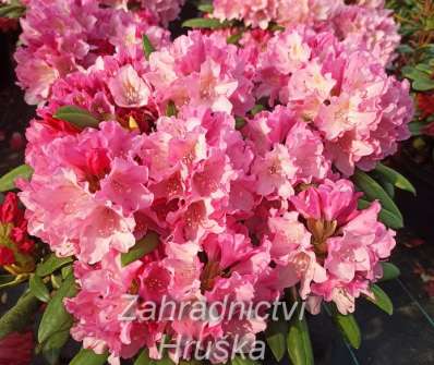 Rhododendron yakushimanum Polaris
