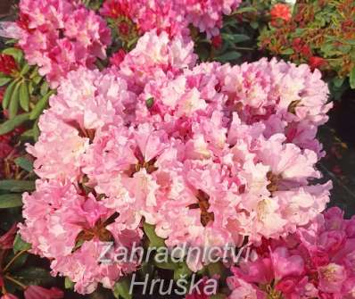 Rhododendron yakushimanum Polaris