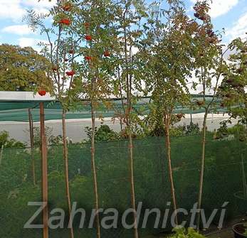 jeřáb - Sorbus Moravský velkoplodý