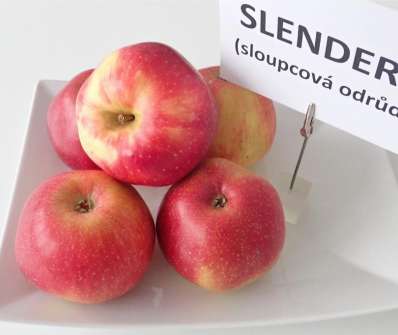 Jabloň Slendera