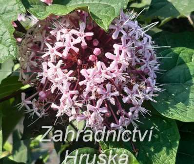blahokeř - Clerodendrum bungei