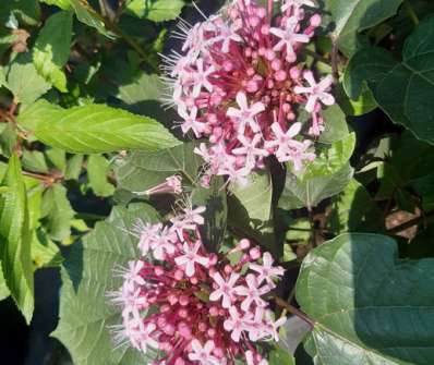 blahokeř - Clerodendrum bungei