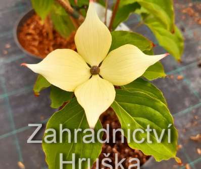svída - Cornus kousa 'Teutonia'