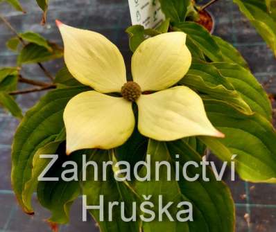 svída - Cornus kousa 'Teutonia'