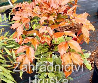 mahonie - Mahonia nitens 'Cabaret'