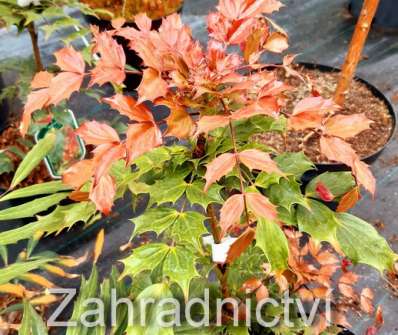 mahonie - Mahonia nitens 'Cabaret'