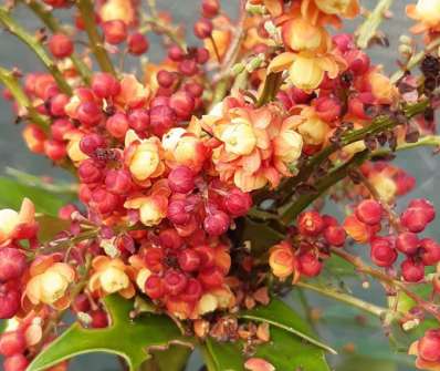 mahonie - Mahonia nitens 'Cabaret'