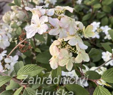 kalina - Viburnum plicatum 'Pink Beauty'
