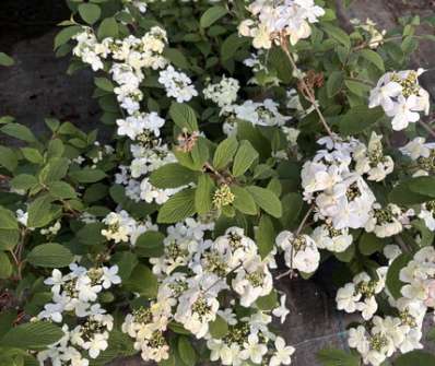kalina - Viburnum plicatum 'Pink Beauty'