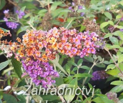 komule - Buddleja x  weyeriana 'Flower Power'