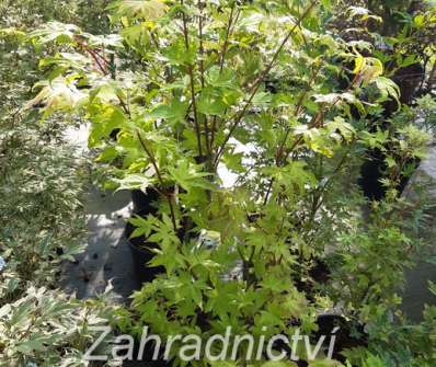 javor - Acer shirasawanum 'Jordan'